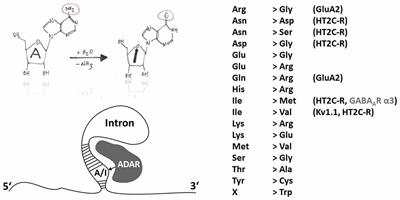 RNA Editing—Systemic Relevance and Clue to Disease Mechanisms?